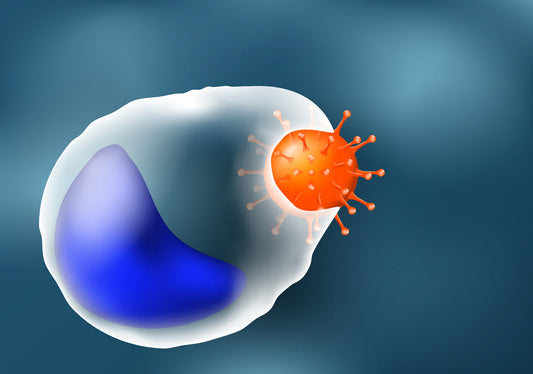 A macrophage (type white blood cell) destroying an invading pathogen (phagocytosis)